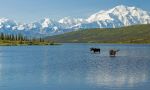 two moose standing in lake in front of mountains with snow