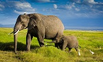 two elephants in grass